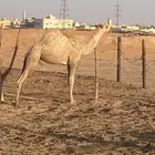 قعود مفرود للبيع الخرج