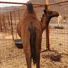 قعود عمره 10 شهور