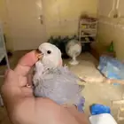 فروخ روز الوان مميزه