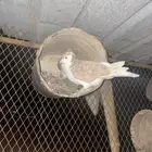 حمام شيرازي