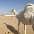 ناقه مصعد