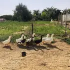 بط بكيني