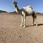 للبيع القعود