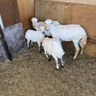 غنم رفيديات مواليد