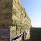 برسيم صافي جندير فاخر