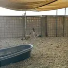 دجاج باكستاني