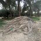 جريد