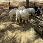ذبايح هرافا حريات للبيع