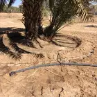 فروخ فسايل نخل من المالك مباشره