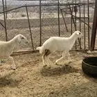 رخال شحم