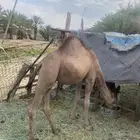 حاشي 7 شهور للبيع