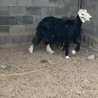 نعجه سمين حايل لايوجد بها خراج