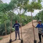 شجرة الاستونيا المليون زهره مع التوصيل داخل جده