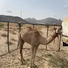قعود للبيع
