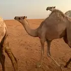 قعود
