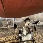 تيوس بيشيه