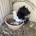 زوج رقاص هندي