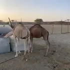 قعدان للبيع