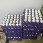 بيض دجاج فيومي مخصب للبيع