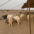 ذبايح حري ذبائح مناسبات طليان رخال