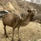 ناقه للبيع