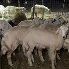 ذبايح حري طليان رخال حرية جدة طريق بريمان