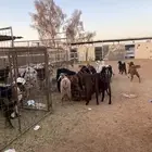 بير بن هرماس