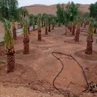 نقايل صقعي ومجدول وسكري