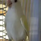 انثى روز منتجه شرط(تم البيع)