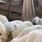ذبايح مرابي عسير