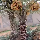 يوجد لدينا جميع انواع النخيل