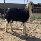 خروف نجدي فحل مشروط النسف   تم البيع   تم البيع