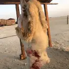 ذبايح مع خدمه الذبح والتوصيل