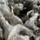 جيرات مستورده