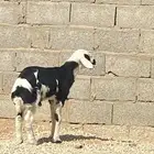 للبيع