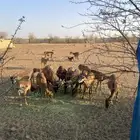 وعول للبيع