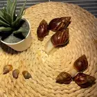 الحلزون متوفر تمارا