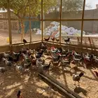 للبيع دجاج فيومي