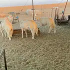 حري طليان ذبايح مناسبات ذبائح بجوار مخيمات يوجد توصيل