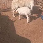 عروض مختلفه حلال مراح وطيب