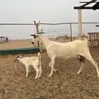 معزا بيشيه
