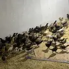 صوص بلدي محصن العمر شهر