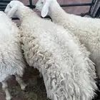 غنم صنف حيل شحم من بغى يقني ولا قود ذبح