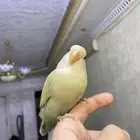 فرخ روز اليف هدد