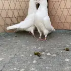 جوز غراني قطايف