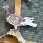 زاجل سباق
