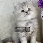 قطط شيرازي قطه قطوه قطو قط بسه كيتن هملايا بيكي فيس شيرازي