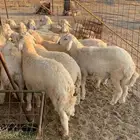 ذبايح ثلاجه ذبيحتك الى باب البيت شي نظيف على الشرط