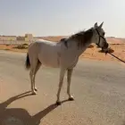 فرس شعبيه لقاح ثقيل حول ثلاثه أسابيع وتفلي