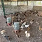 دجاج بلدي اربع شهور